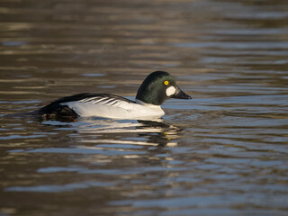 Wall Mural - Common goldeneye, Bucephala clangula