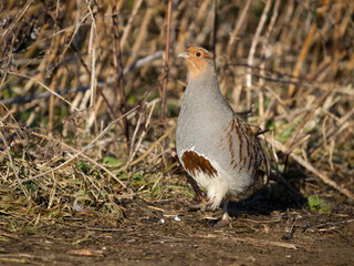 Canvas Print - Grey partridge, Perdix perdix