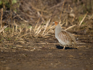 Canvas Print - Grey partridge, Perdix perdix