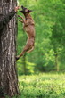 Belgian shepherd malinois jumping on tree