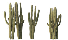 Variety Of Cactus Plants