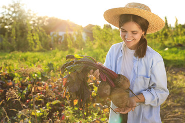 Canvas Print - Woman harvesting fresh ripe beets on farm