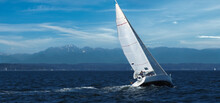 Isolated Sailboat Sailing Into Strong Winds Heeling Over With Speed In Elliott Bay Near Seattle With Olympic Mountains In The Background.