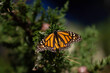 The Monarch butterfly in a garden sanctuary