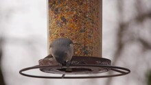 Tufted Titmouse Pecking At Seed At Feeder In Slow Motion