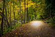 Fall Path with Leaves on Ground