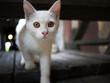 © Darr.di - Close up an erected ears, White short hair cat walking, stepping on the wooden floor, staring at the camera, selective focus, blurred background