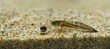 Closeup on a larvae and egg of the Oregon longtoed salamander, Ambystoma macrodactylum