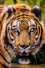 This Is A Tiger Portrait. This Menacing Tiger Have Great Orange Eyes.
