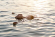 © Cavan Images - Young woman floating on back in the sea