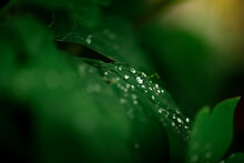 Fresh Raindrops On Green Leaves From A Garden Plant