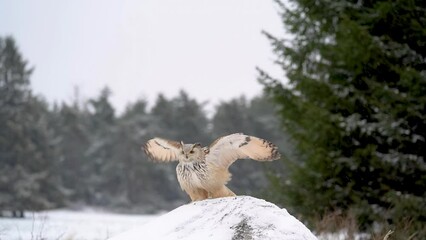 Wall Mural - Siberian Eagle Owl landing down to rock with snow in slow motion. Landing touch down with widely spread wings in the cold winter. Wildlife animal scene.