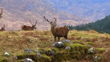 Majestic Red Deer Stags In The Scottish Highlands Aerial View
