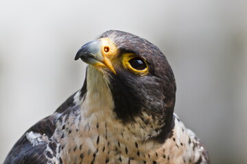 Wall Mural - Peregrine falcon (Falco peregrinus) head detail