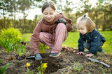 Fototapeta Miasta - Big sister and her toddler brother planting hyacinth flowers on spring day. Children helping with spring chores.