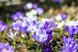 Fototapeta Kwiaty - Blooming crocus flowers in the park. Spring landscape.