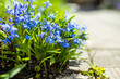 Scilla flowers blooming in the spring garden on the Alpine hill.