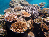 Fototapeta Do akwarium - coral reef in the Great Barier Reef, Australia