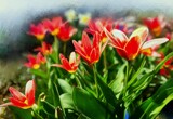 Fototapeta Tulipany - Digital oil paintings landscape, red tulips in the garden