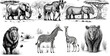 Hand-drawn black and white sketch set of wild animals from Africa. Savanna, Jungle. Jackal, fox, Gorilla; chimpanzee, Hyena; lion; giraffe; zebra. Generative AI