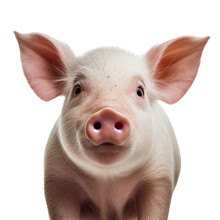 Pig Face Shot Isolated On Transparent Background Cutout