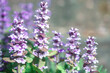Ajuga reptans purple flowers grow in summer sunny field. Bugleweed violet wildflower growth in garden, selective focus