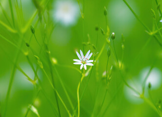 Wall Mural - green grass blooming with small white flowers close-up on a blurry background