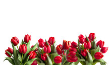 Red Tulips Isolated On White