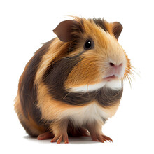 Country Pig On White Background