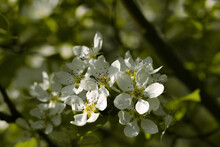 White Blossom Of A Wild Pear Tree On A Branch