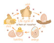 Hen, Rooster life cycle, Farm birds activity for children, Educational game for kids homeschooling, printable worksheet