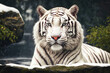 White Bengal Tiger Staring at the camera in forest,World Wildlife Day.