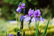 Blue Irises Hollandica wallpaper. Ornamental hybrid beautiful bulbous bulb plants blooming in spring botanical garden, summer flower bed. Flower festival in spring season. Blossoming nature landscape.
