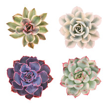 Photo With Colorful Succulents On A White Background
