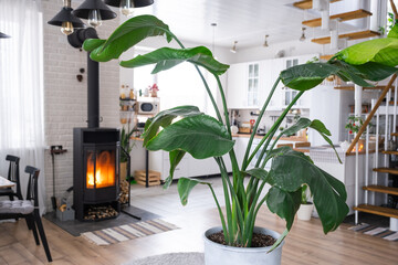 Strelitzia nicolai close-up in the interior on the stand. Houseplant Growing and caring for indoor plant, green home in scandinavian loft style with metal stove fireplace with hot fire