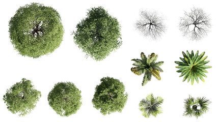 set of trees rendered from the top view, 3d illustration, for digital composition, illustration, 2d 