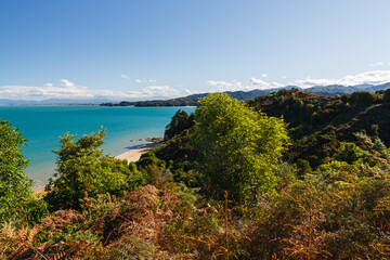  Trees and ferns at a beach in Abel Tasman National Park, New Zealand.
