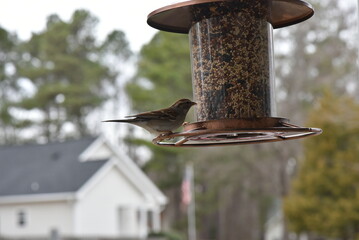 Wall Mural - bird on a feeder.
bird house on a branch.