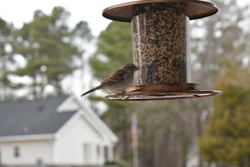 Wall Mural - bird on a feeder.
bird house on a branch.