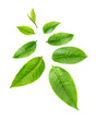 set resh green tea leaf isolated on transparent png