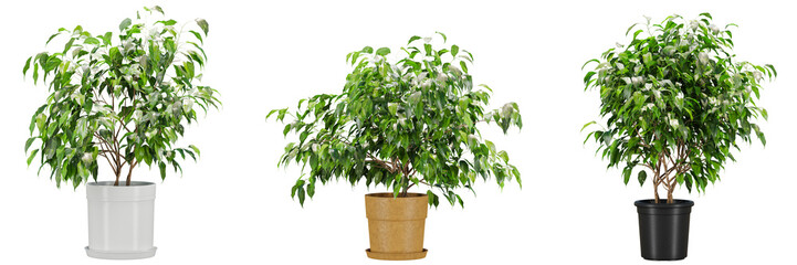 indoor decoration potted plants isolated on transparent or white background, photoreal 3d render