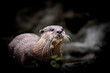 European Otter portrait