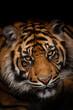 Endangered Sumatran tiger staring at the camera