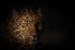 Amur leopard with a low key background