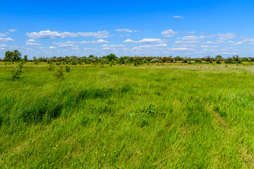 Wall Mural - View of the wide green meadow on spring