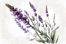 Lavender Flowers On White, Lavender Watercolor Illustration, Generative AI