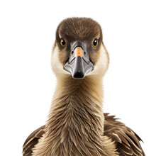 Goose Face Shot Isolated On Transparent Background Cutout