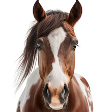 Horse Face Shot Isolated On Transparent Background Cutout