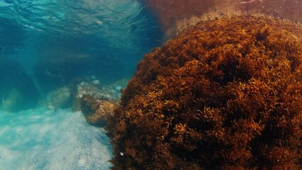 Wall Mural - Underwater view of the rock with weed and sandy sea bottom. Campeche island in Florianopolis in Brazil