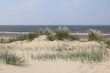 Dünen mit Gräsern am Strand der Nordsee in Holland Noordwijk